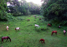 Belize-Interior-Ride & Relax in Belize